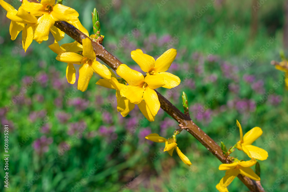 Young branch of yellow forsythia. Blossoming spring garden flowers on an ornamental shrub Young branch of yellow forsythia. Blossoming spring garden flowers on an ornamental shrub