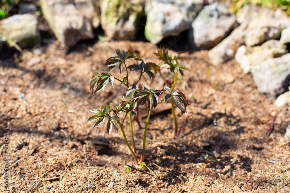 Young peony sprouts grow from the ground in a flower bed in spring. Garden flowers Young peony sprouts grow from the ground in a flower bed in spring. Garden flowers