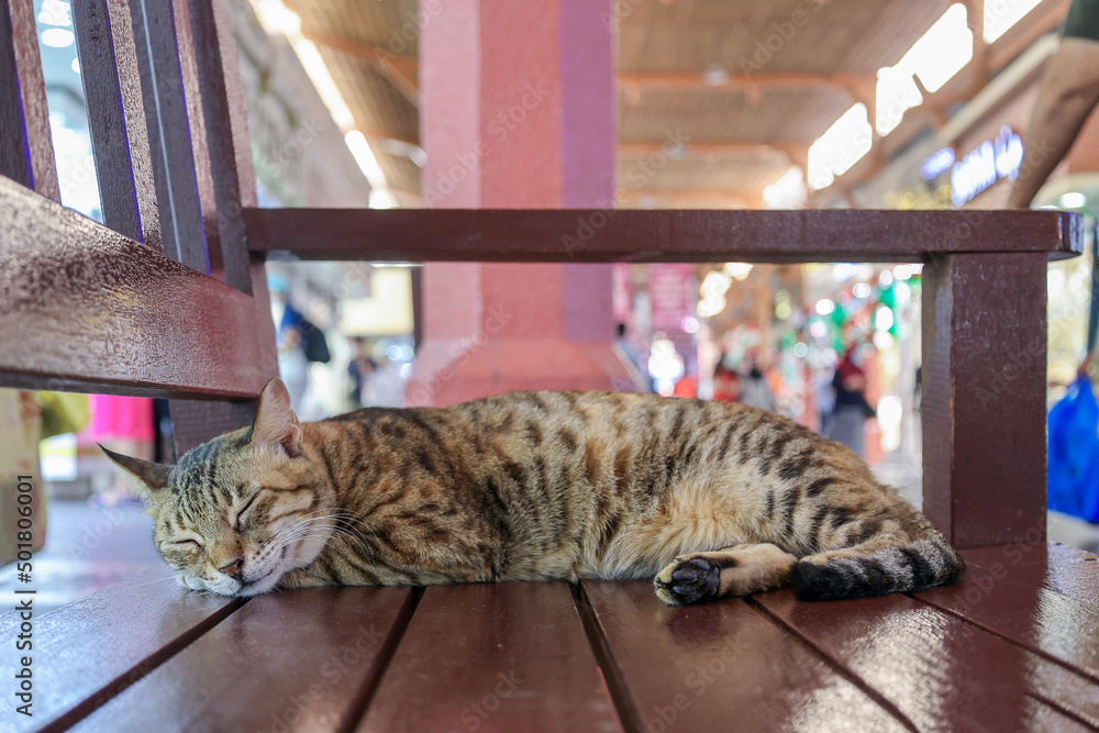 Naklejka premium Homeless tabby cat sleeps on bench at on Traditional market in Dubai, UAE, selective focus. High quality photo