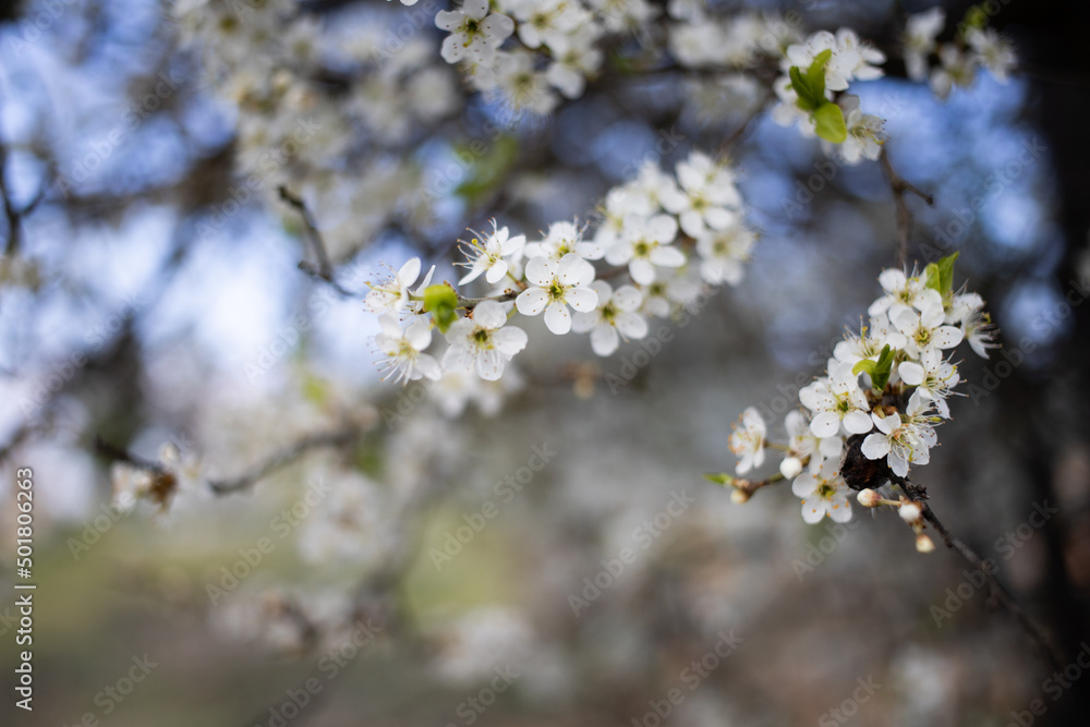 flowering trees in early spring