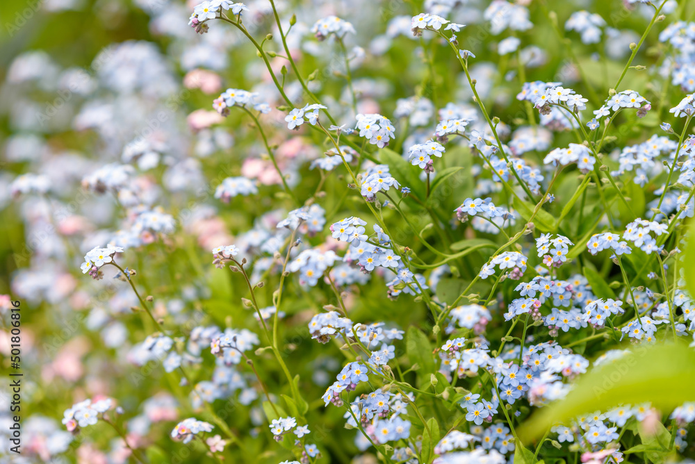 Flower of forget me not, Myosotis Flower of forget me not, Myosotis