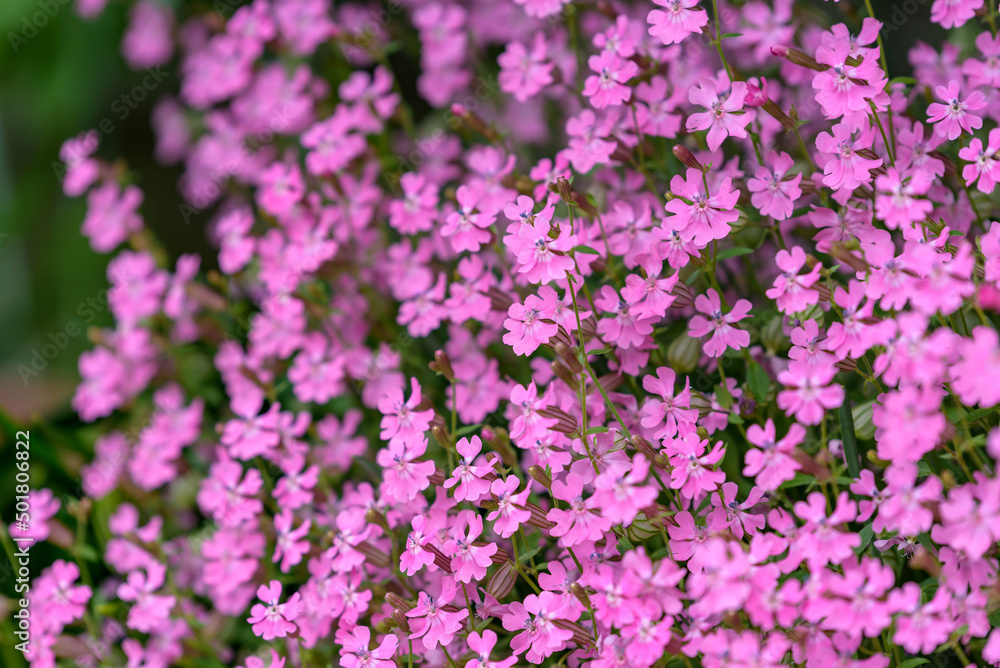 Pink flowers of the Silene pendula