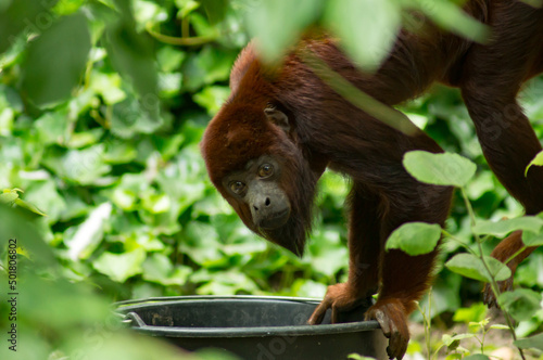 Colombian red howler photo