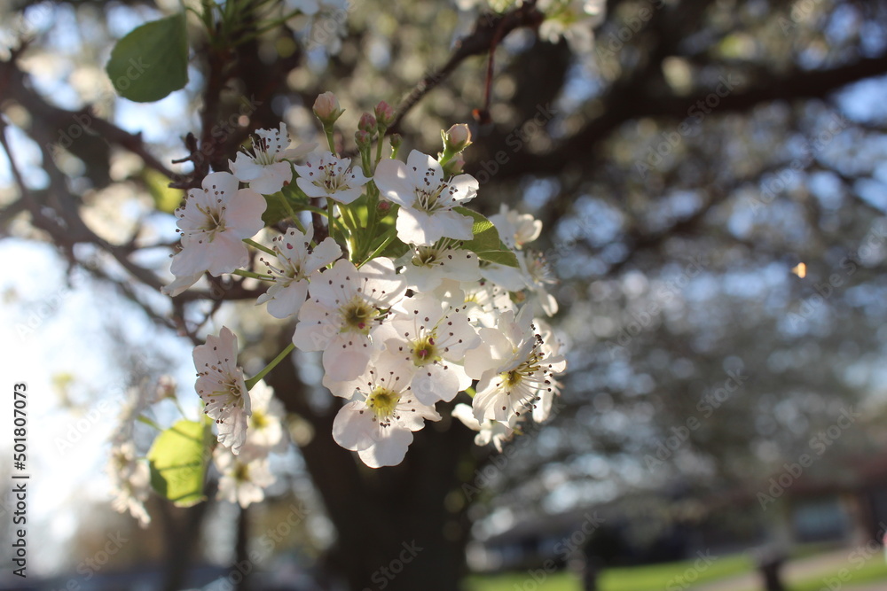 Fototapeta premium blooming tree