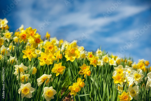 Fototapeta Naklejka Na Ścianę i Meble -  Spring flowers daffodils against the blue sky on a sunny day.
