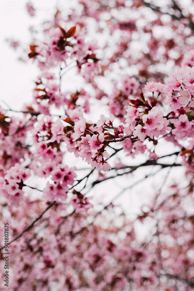 Branches with blooming pink cherries against the sky Branches with blooming pink cherries against the sky