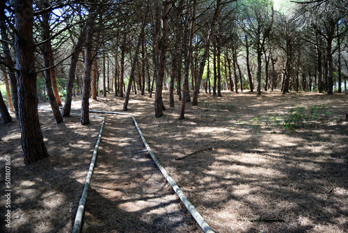 La pineta di Platamona