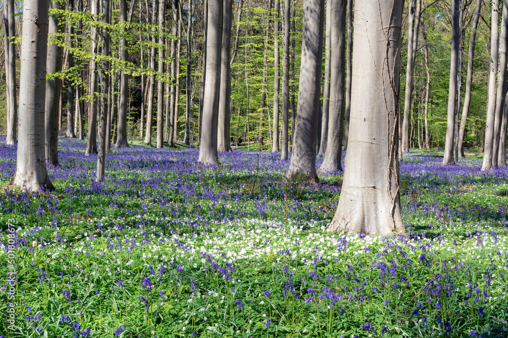 Magic Forest - purple flowers during spring in Hallerbos Belgium. 