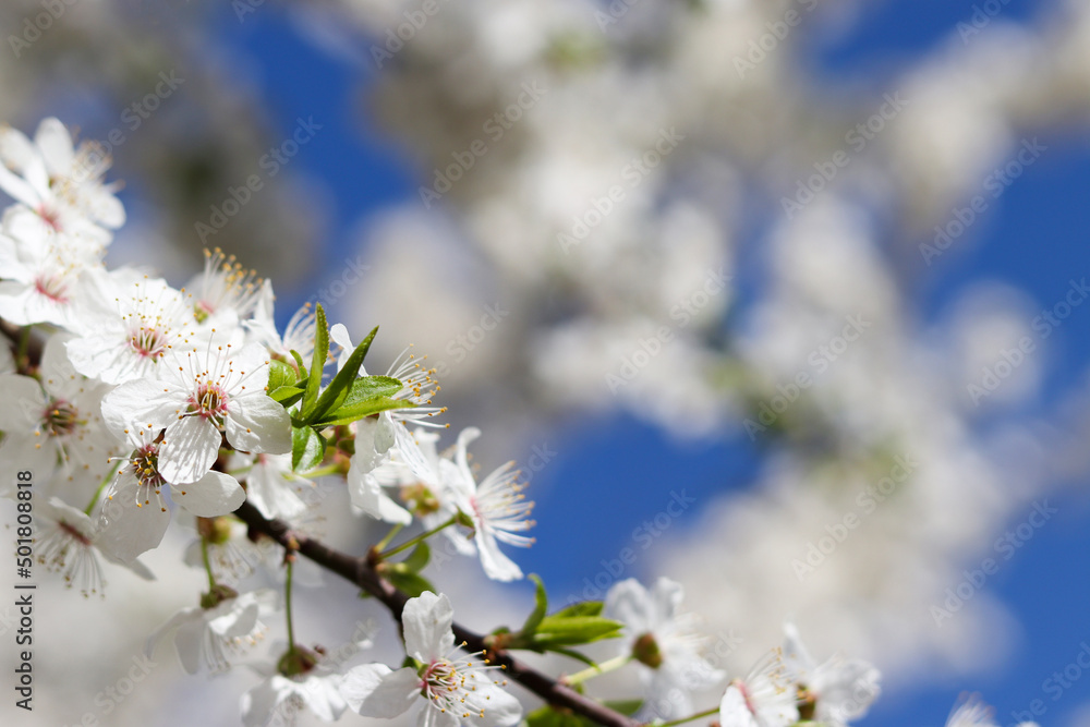 Blooming cherry tree against the blue sky with copy space in springtime. Delicate flowers, blurred background. Selective focus Blooming cherry tree against the blue sky with copy space in springtime. Delicate flowers, blurred background. Selective focus