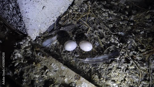 pigeon eggs inside the roof of the building, two eggs in a pigeon nest in the attic,