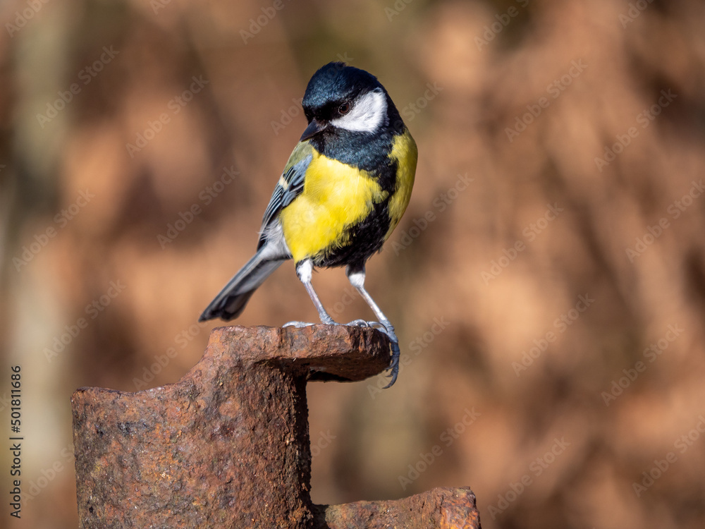 Fototapeta premium great spotted woodpecker