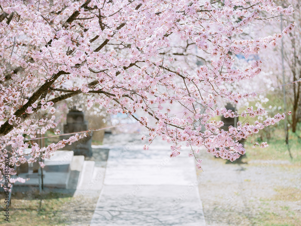 桜 桜
