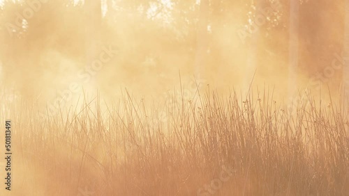 Thick fog at an orange sunrise in the Florida wetlands