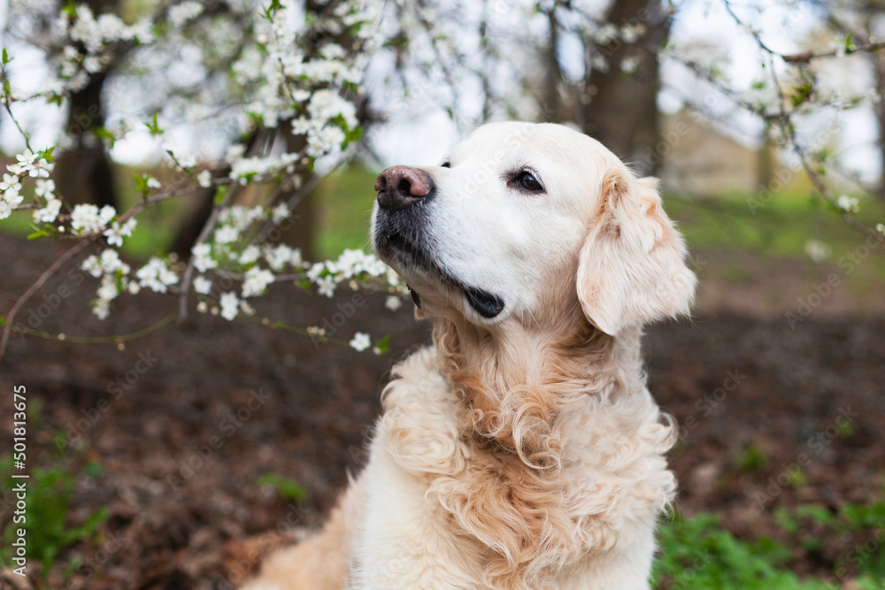 Happy smiling golden retriever puppy dog near tree with white flowers