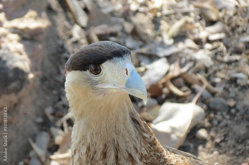 Fototapeta premium Pantanal Animals