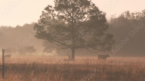 Cows in pasture at sunrise on a Florida farm