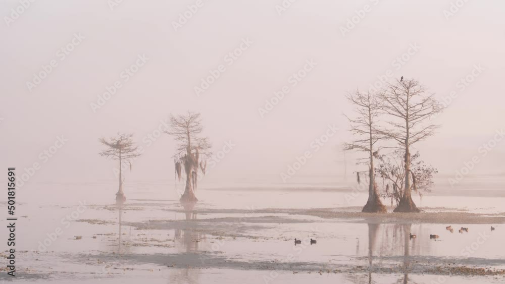 Heavy fog in the wetlands lake of Florida with cypress trees