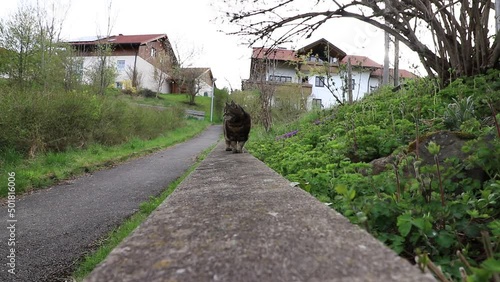 Video von einer kleinen dicken Katze die eine Gartenmauer entlangläuft photo