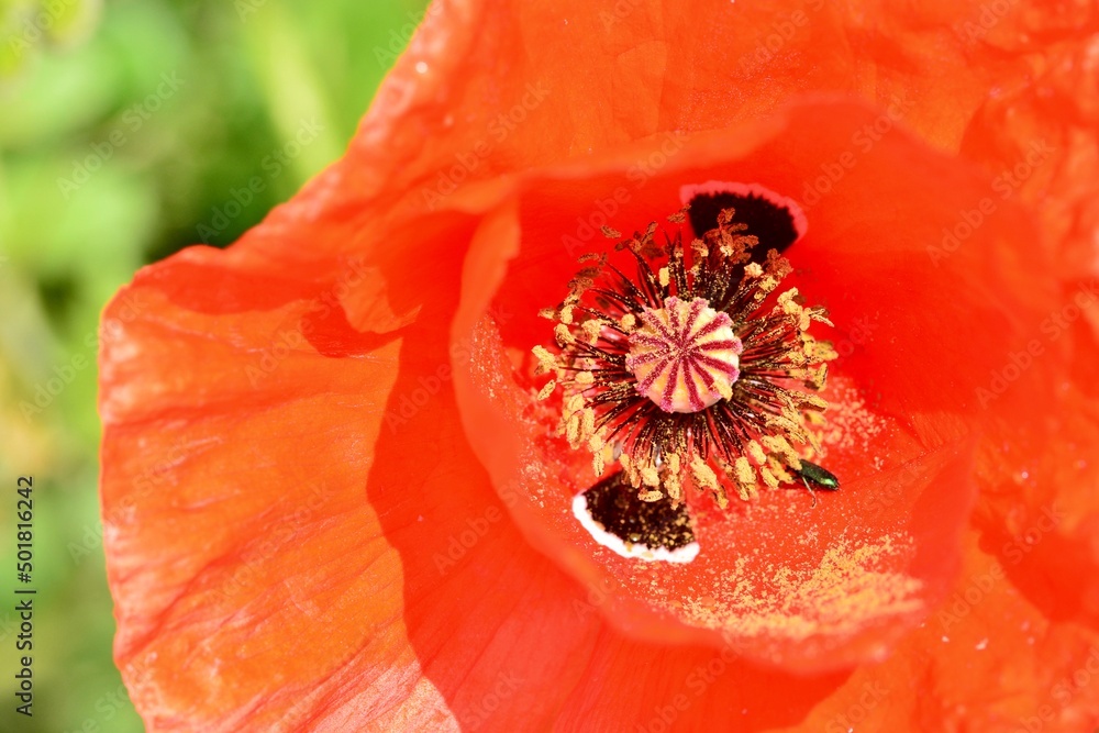Detalle del interior de una flor de amapola, Papaver rhoeas Detalle del interior de una flor de amapola, Papaver rhoeas