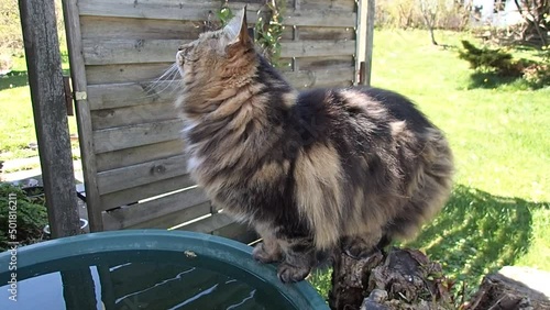 Video von einer Norwegischen Waldkatze die Wasser aus einer Regentonne trinkt photo