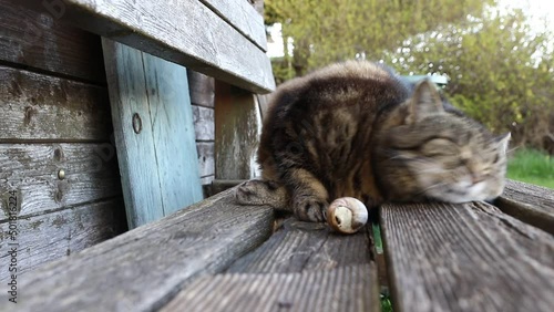 Weitwinkel Video von einer kleinen dicken Katze die mit einem Schneckhaus schmust photo