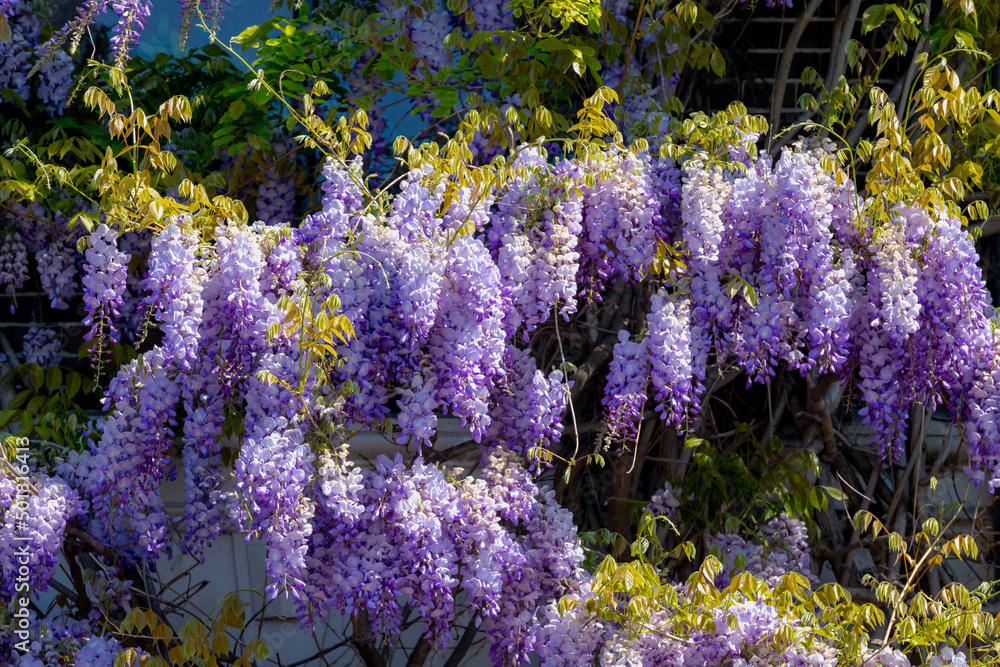 Obraz premium Selective focus of purple flowers Wisteria sinensis or Blue rain, Chinese wisteria is species of flowering plant in the pea family, Its twisting stems and masses of scented flowers in hanging racemes.