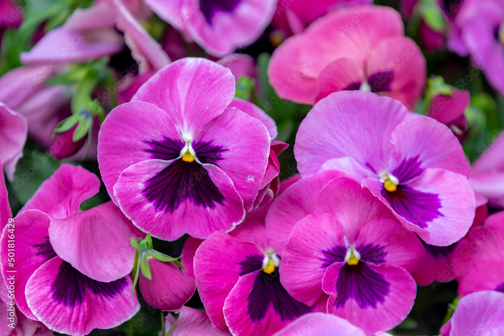 Selective focus of flower Viola tricolor blooming in the garden, Colourful of violet or purple flowers with green leaves, Nature floral pattern background. Selective focus of flower Viola tricolor blooming in the garden, Colourful of violet or purple flowers with green leaves, Nature floral pattern background.