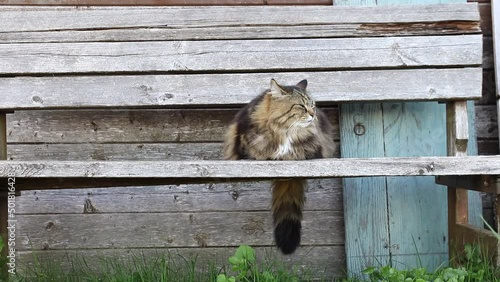 Video von einer Norwegischen Waldkatze die gemütlich auf einer Holzbank liegt photo