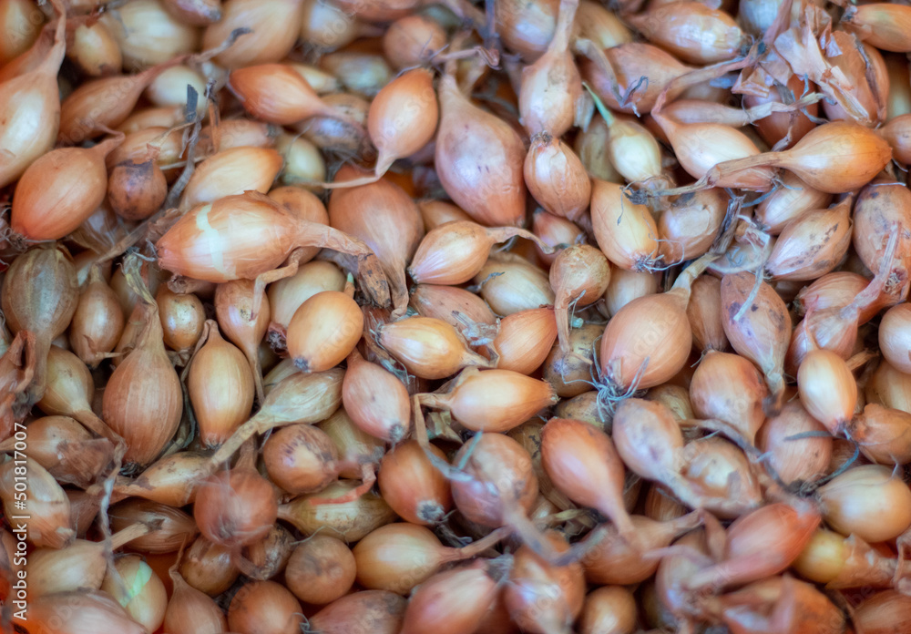 Background of onion sowing close-up. Texture of onion sowing Background of onion sowing close-up. Texture of onion sowing