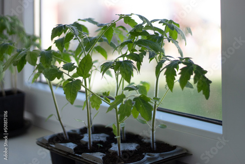 Seedlings of red tomatoes in close-up. Tomato sprouts photo