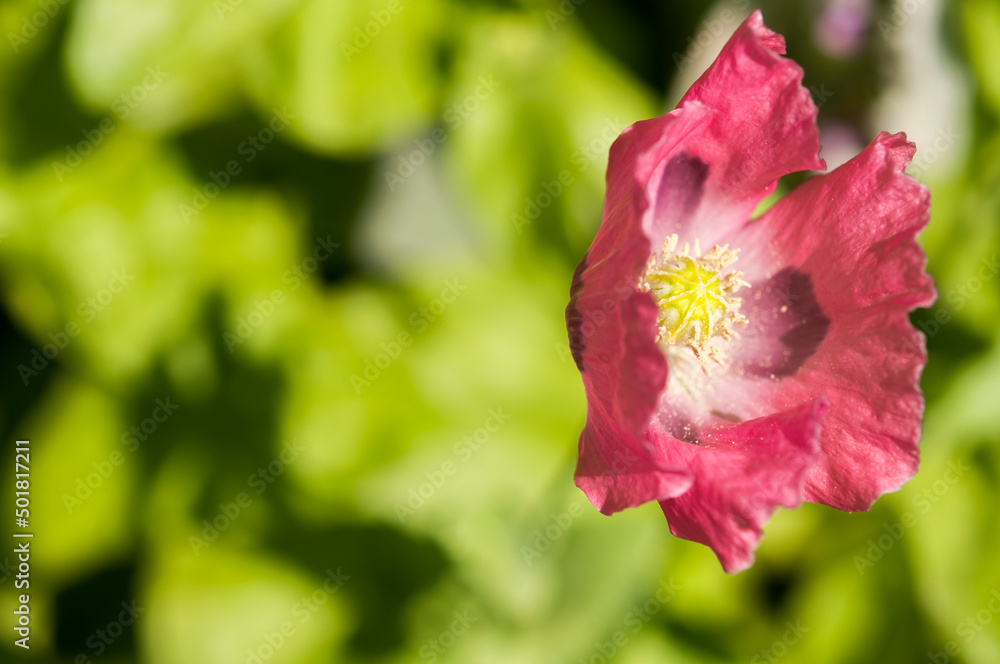 poppy on an abstract green background poppy on an abstract green background