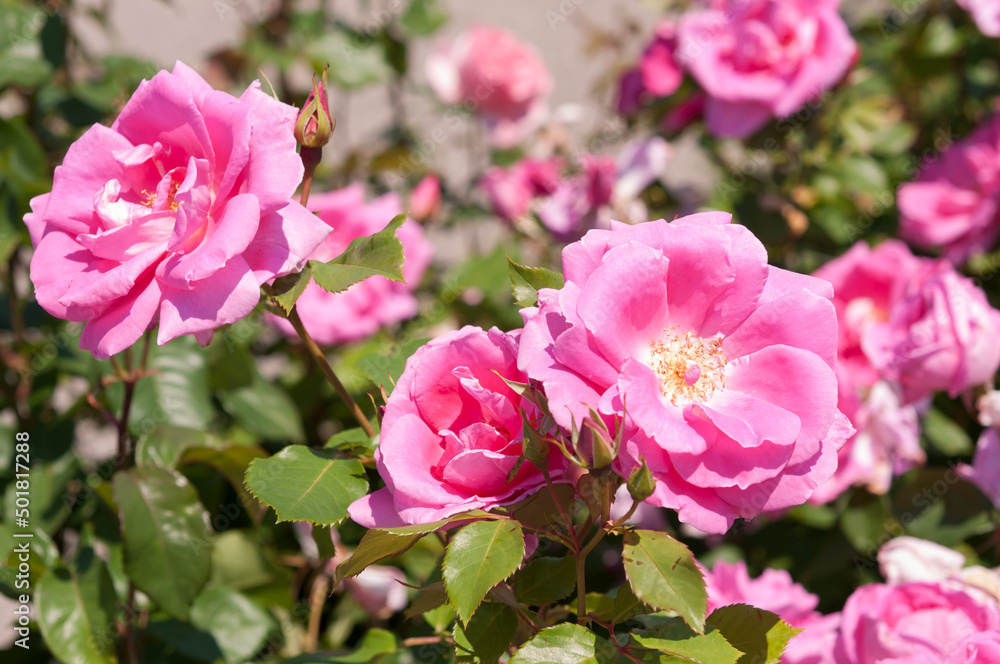 bright pink roses in a public rose garden bright pink roses in a public rose garden