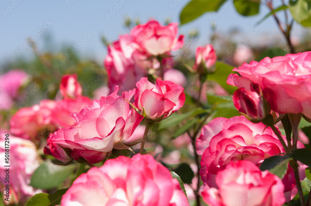 variegated pink roses in various states of bloom 