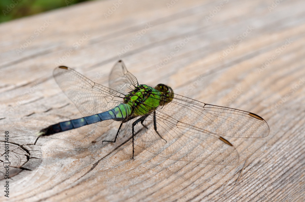 close up of a dragonfly on a wooden plant close up of a dragonfly on a wooden plant