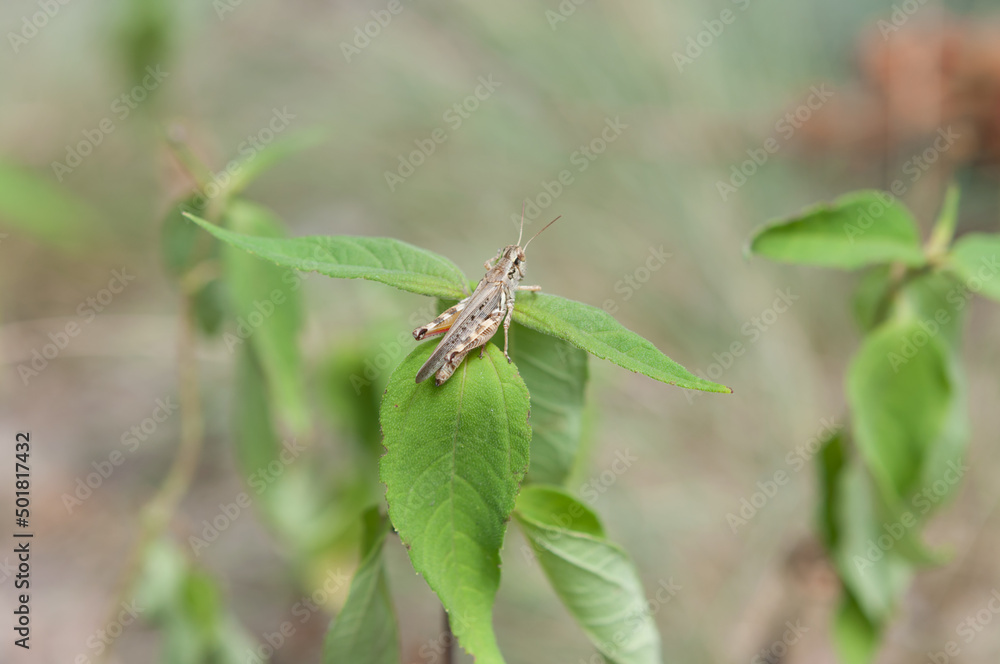 grasshopper grasshopper