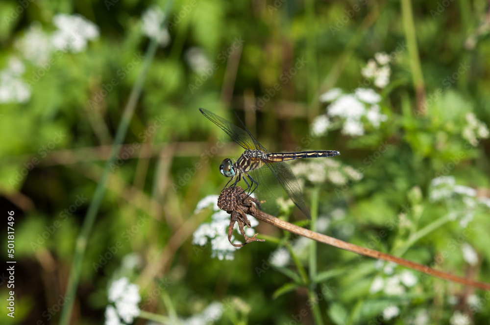 dragonfly on a dried flower stem dragonfly on a dried flower stem