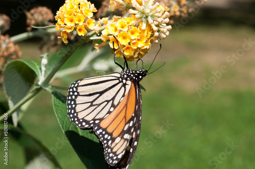 monarch butterfly on a yellow Buddleia davidii flower
