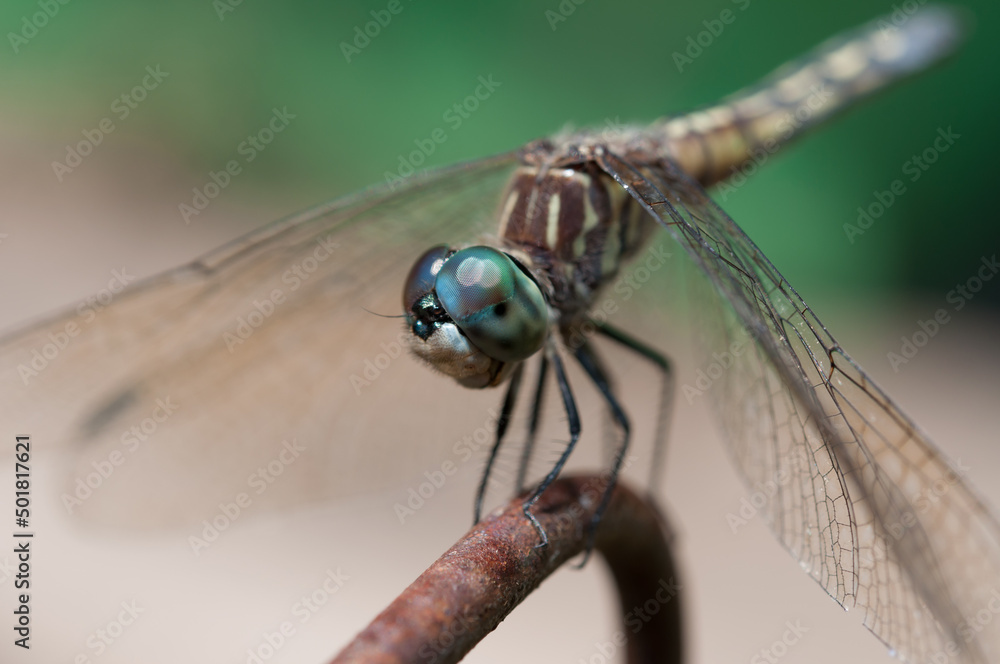 close up of a dragonfly on a metal object