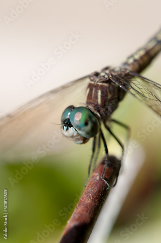 portrait of a dragonfly © eugen