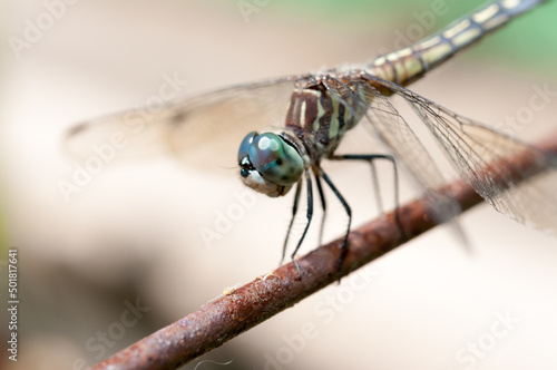 dragonfly close up © eugen