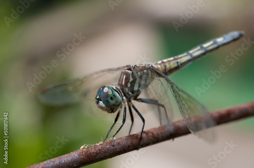 close up of a dragonfly balancing on a rusty metal rod