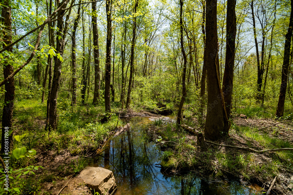 Obraz premium Wet Forest