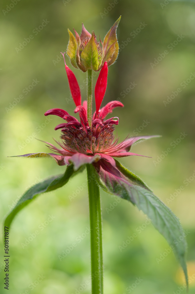 red bee balm (Monarda) close up red bee balm (Monarda) close up