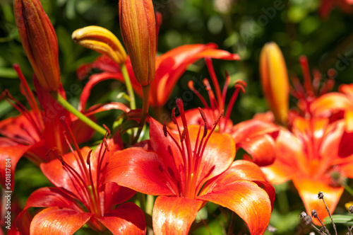 orange lily flowers in the sun photo