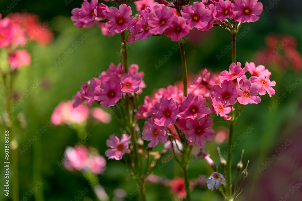 pink Primula bulleyana or candelabra primulas pink Primula bulleyana or candelabra primulas
