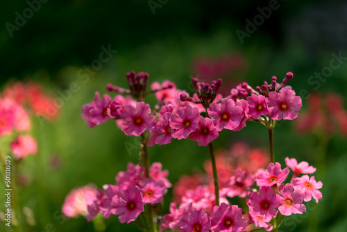 pink Primula bulleyana or candelabra primulas