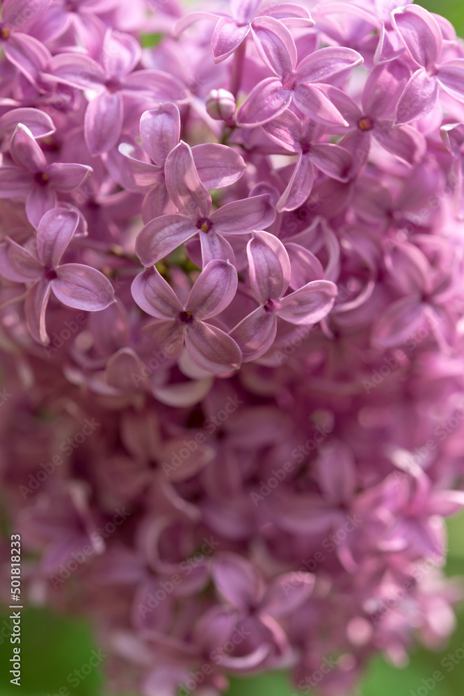 Syringa vulgaris or lilac blossoms close up