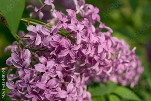 Syringa vulgaris or lilac blossoms in the sun