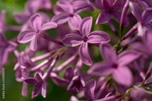 Syringa vulgaris or lilac blossoms macro