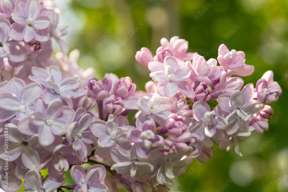 Syringa vulgaris or lilac blossoms close up Syringa vulgaris or lilac blossoms close up